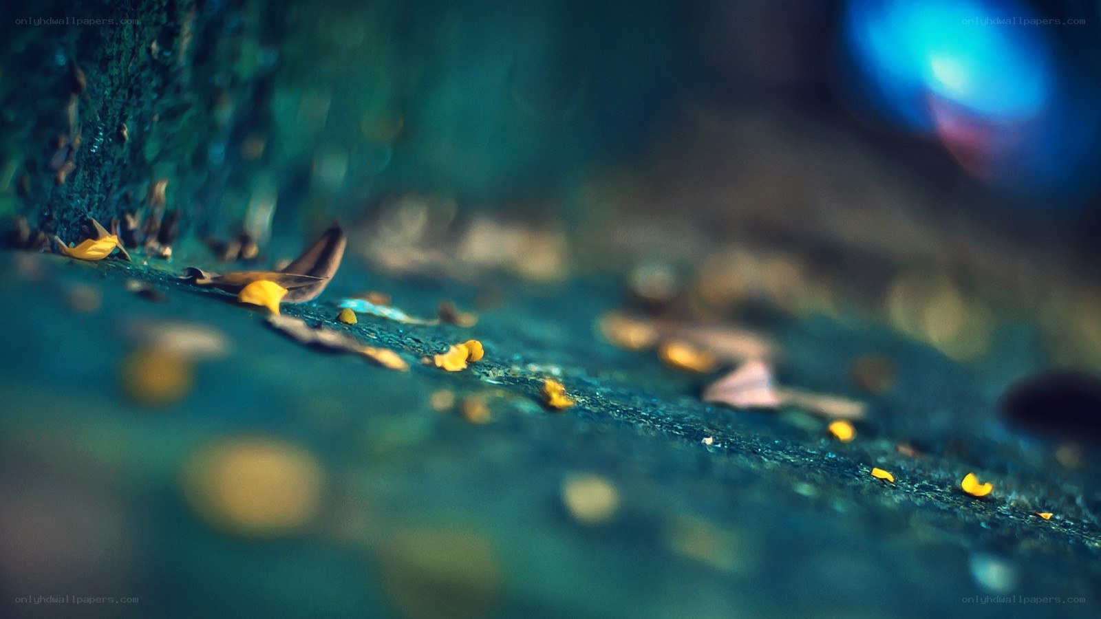fallen leaves on a wet surface