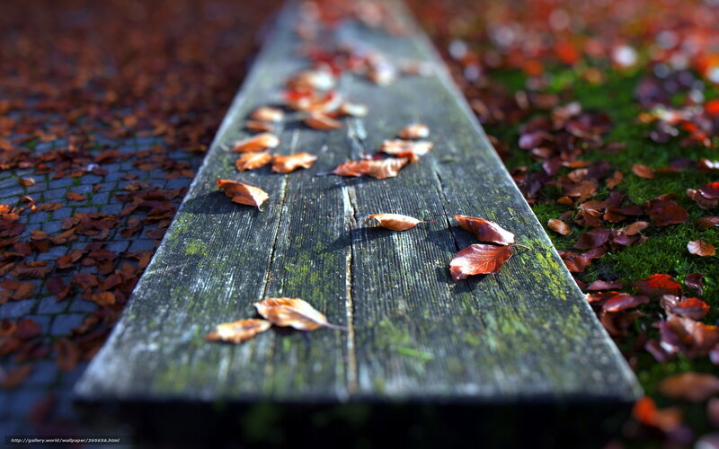 Fallen Leaves on Bench — Brown, Serene