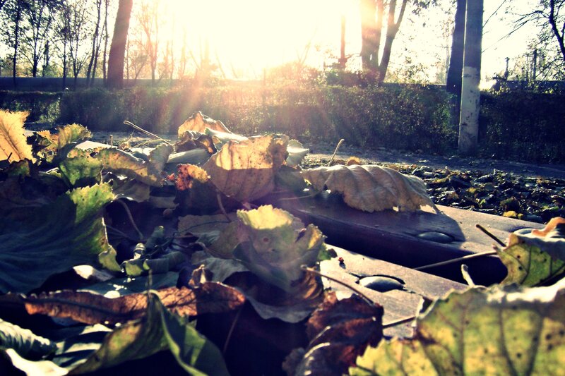 Fallen Leaves on Bench