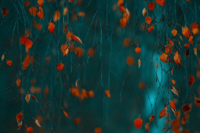 Fallen Leaves on Branches