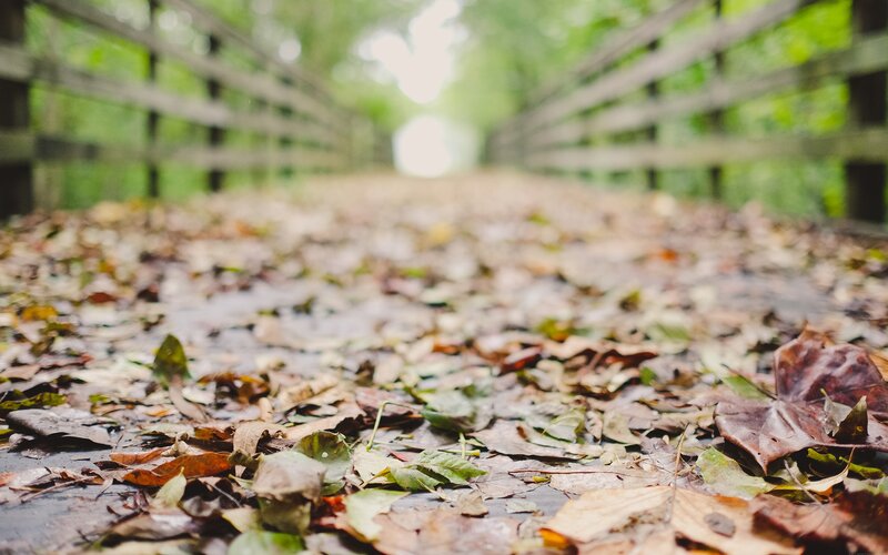 Fallen Leaves on Bridge — Brown
