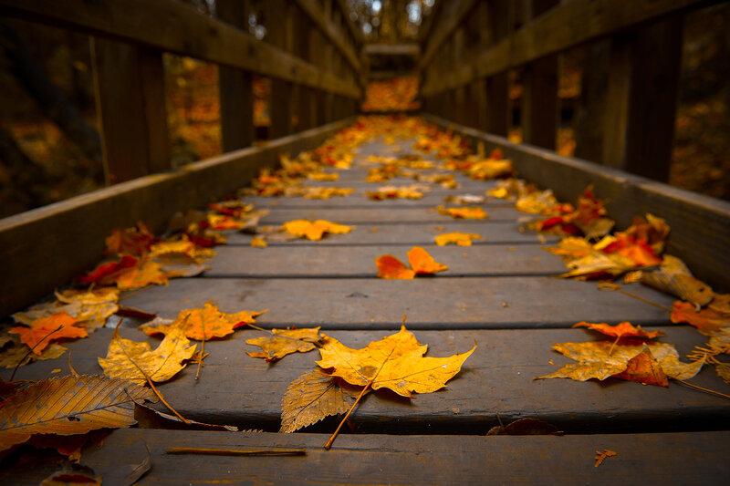 Fallen Leaves on Bridge