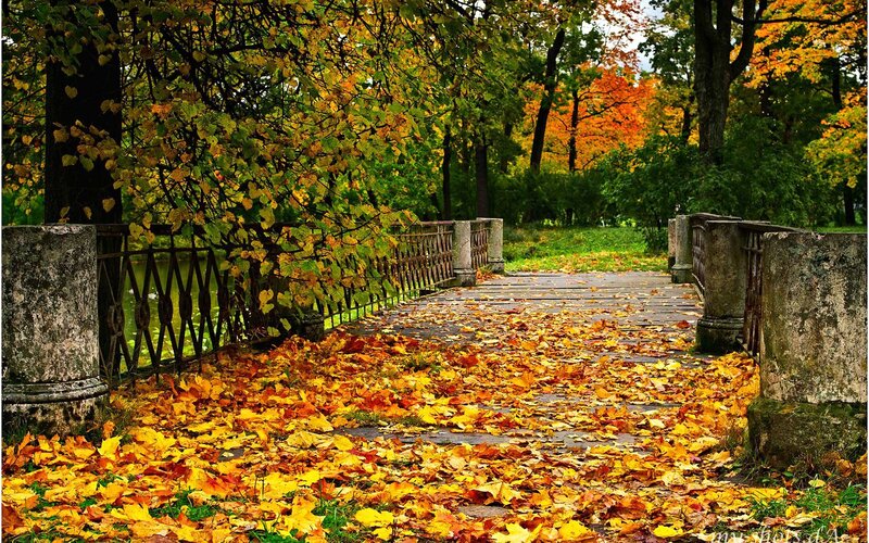 Fallen Leaves on Bridge — Yellow