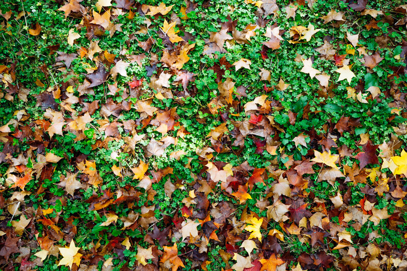 Fallen Leaves on Clover
