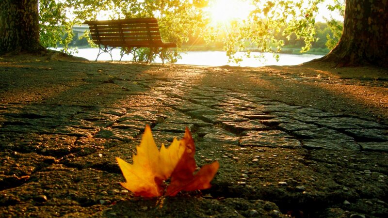 Fallen Leaves on Cobblestone