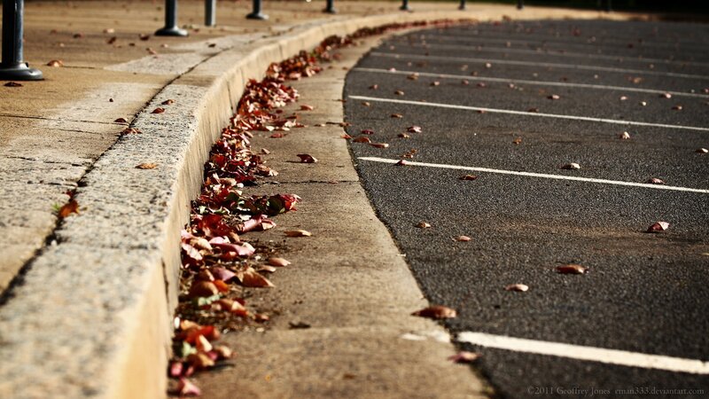 Fallen Leaves on Curb