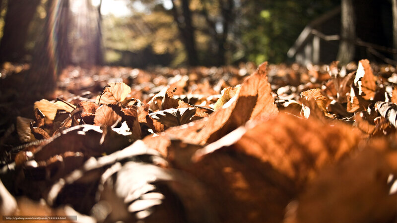 Fallen Leaves on Forest Floor — Brown, Serene