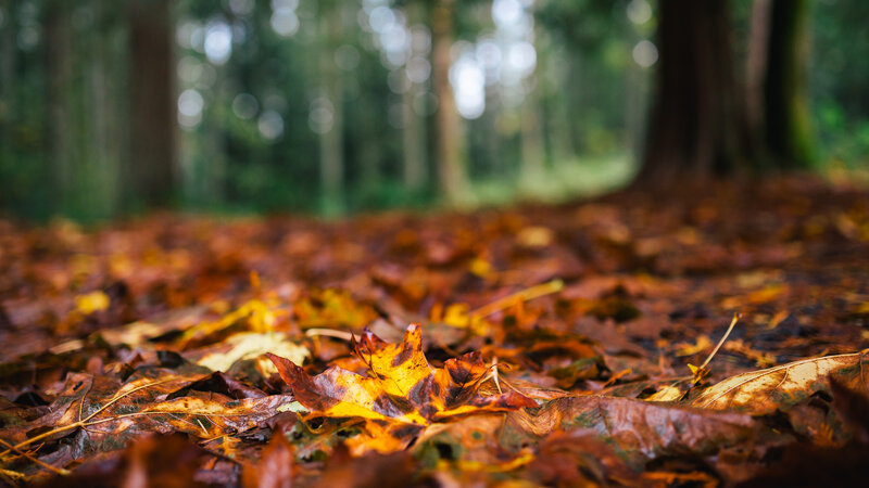 Fallen Leaves on Forest Floor — Brown