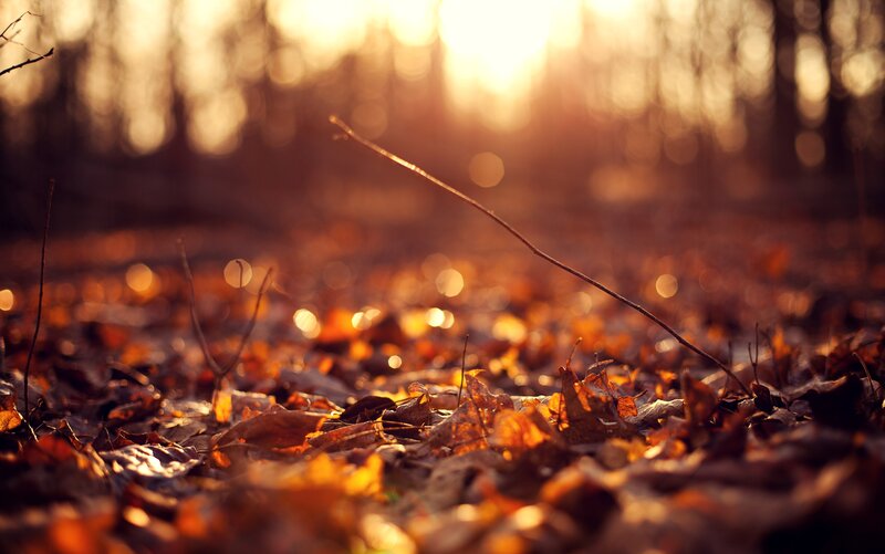 Fallen Leaves on Forest Floor — Orange