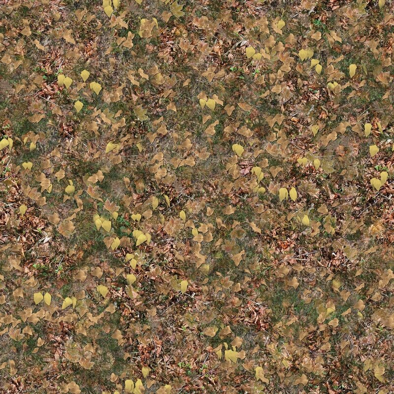fallen leaves on forest floor