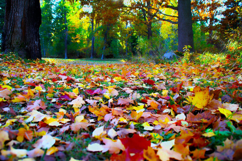 Fallen Leaves on Forest Floor — Yellow, Serene