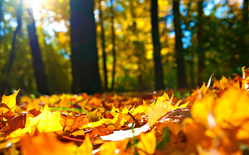 Fallen Leaves on Forest Floor — Yellow