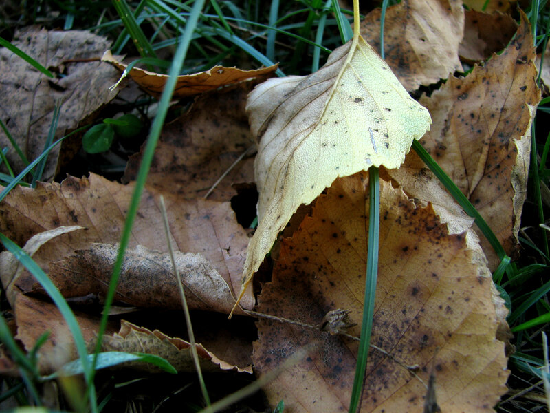 fallen leaves on grass