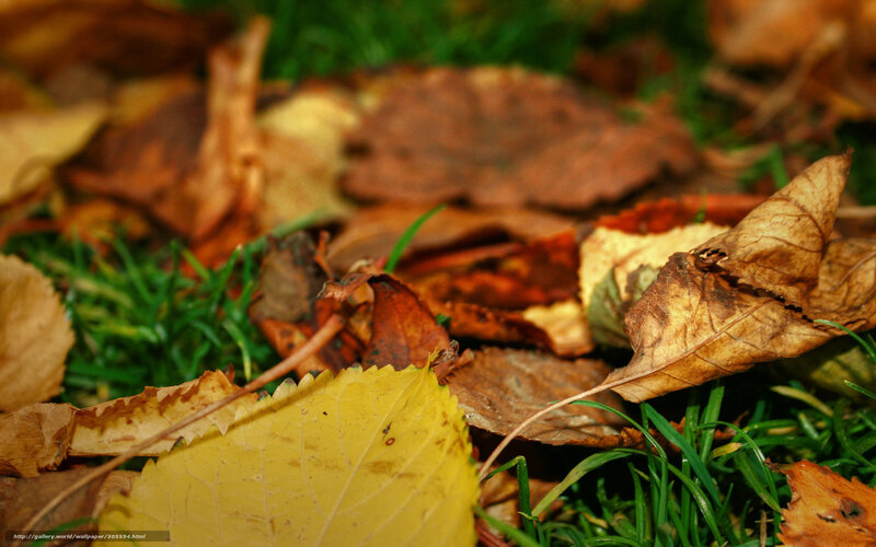 Fallen Leaves on Grass — Brown, Calm, Autumn, Photograph