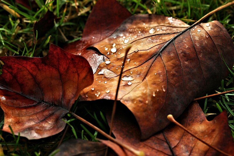 Fallen Leaves on Grass — Brown, Calm, Autumn