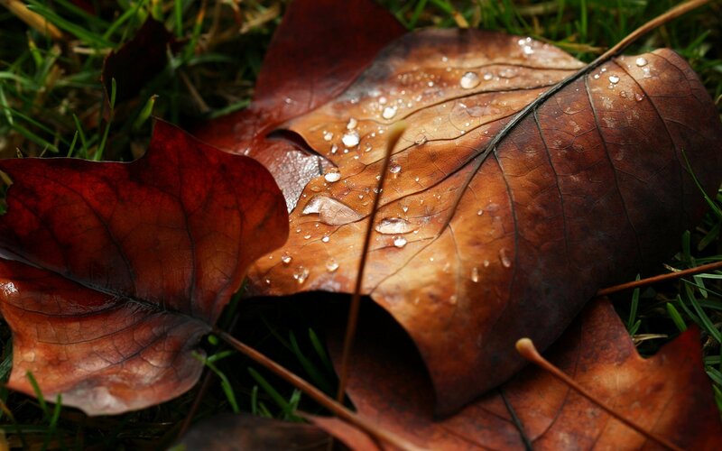 Fallen Leaves on Grass — Brown, Calm