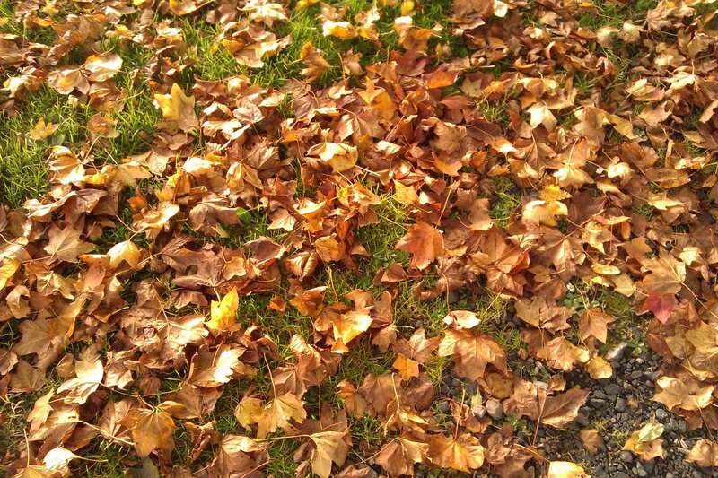 Fallen Leaves on Grass — Brown