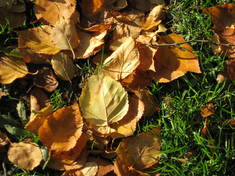 Fallen Leaves on Grass — Green, Calm, Autumn, Photograph, Branch