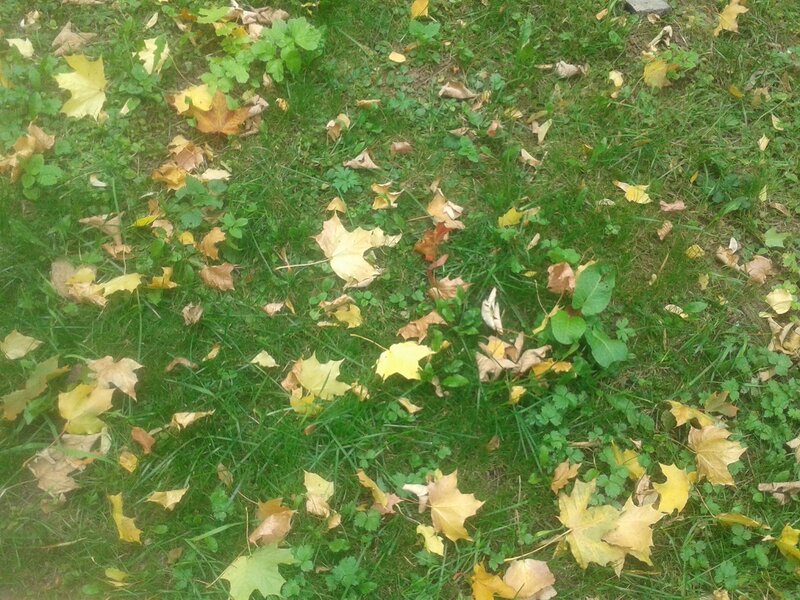 Fallen Leaves on Grass — Green, Calm, Autumn, Photograph, Maple Leaves