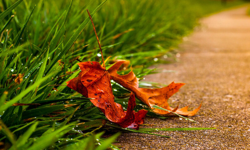Fallen Leaves on Grass — Green, Calm, Autumn, Photograph, Path