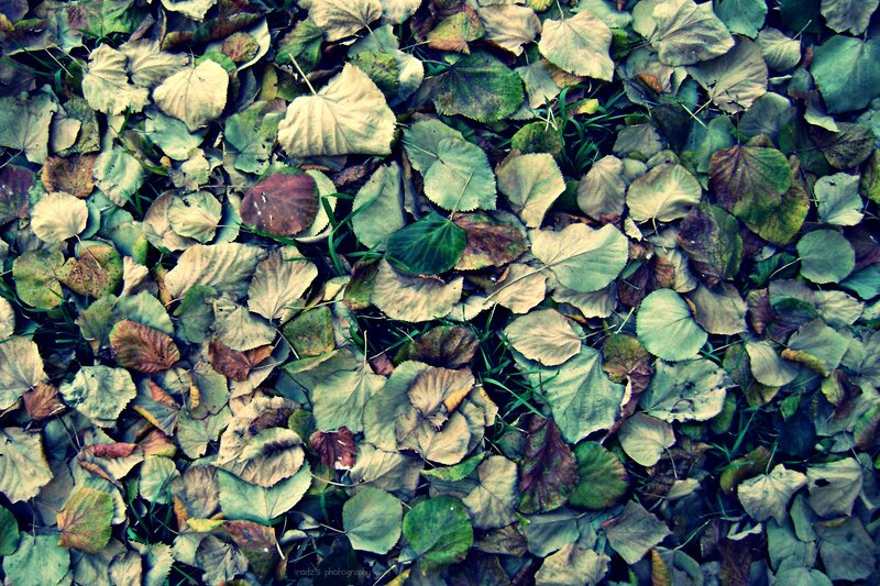 Fallen Leaves on Grass — Green, Calm, Autumn