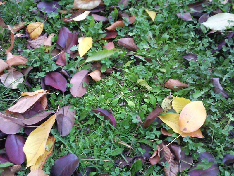 Fallen Leaves on Grass — Green, Calm