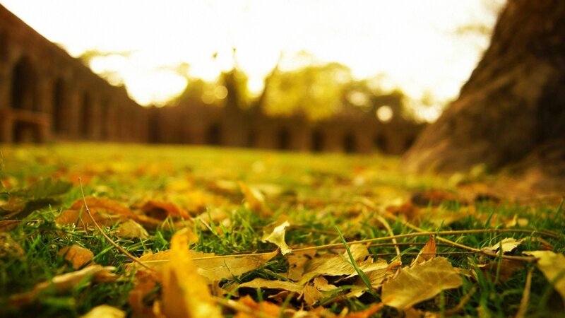 Fallen Leaves on Grass — Green, Serene, Autumn, Photograph, Building