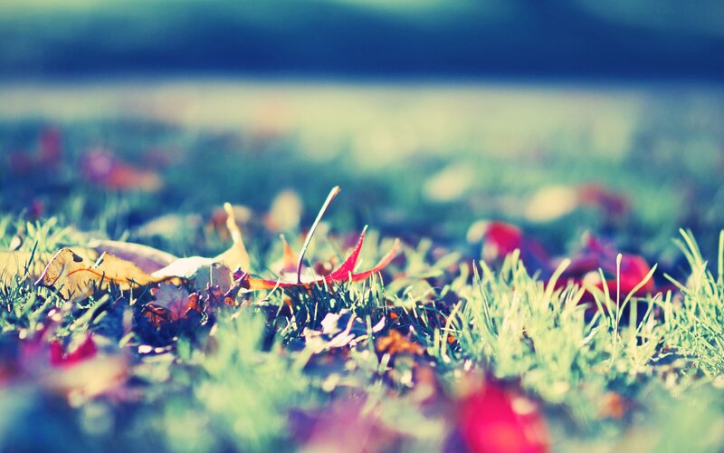 Fallen Leaves on Grass — Green, Serene, Autumn, Photograph, Red