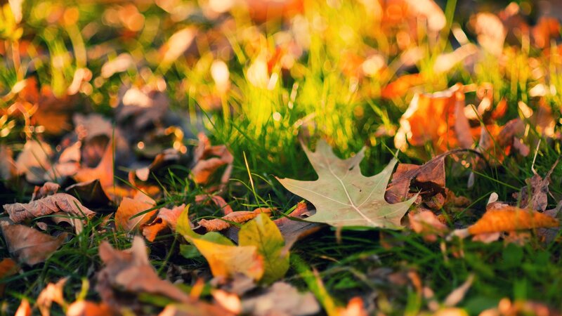 Fallen Leaves on Grass — Green, Serene, Autumn, Photograph, Sunlight, Brown