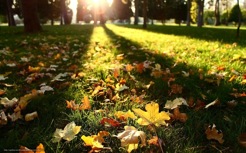 Fallen Leaves on Grass — Green, Serene, Autumn, Photograph, Trees, Sunlight