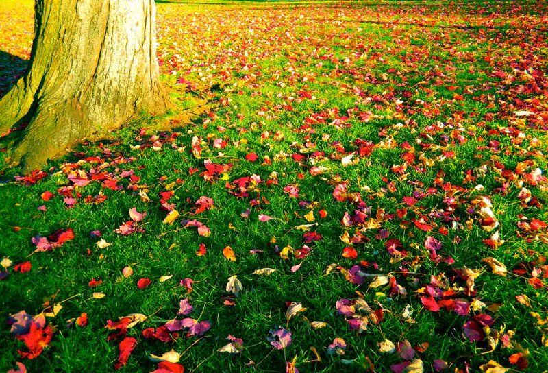 Fallen Leaves on Grass — Green, Serene, Autumn