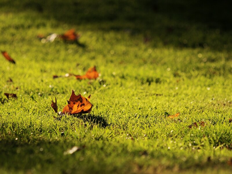 Fallen Leaves on Grass — Green