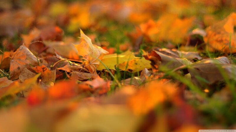 Fallen Leaves on Grass — Orange, Serene, Autumn