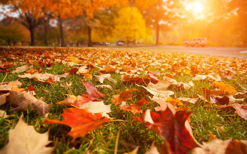 Fallen Leaves on Grass — Orange, Serene