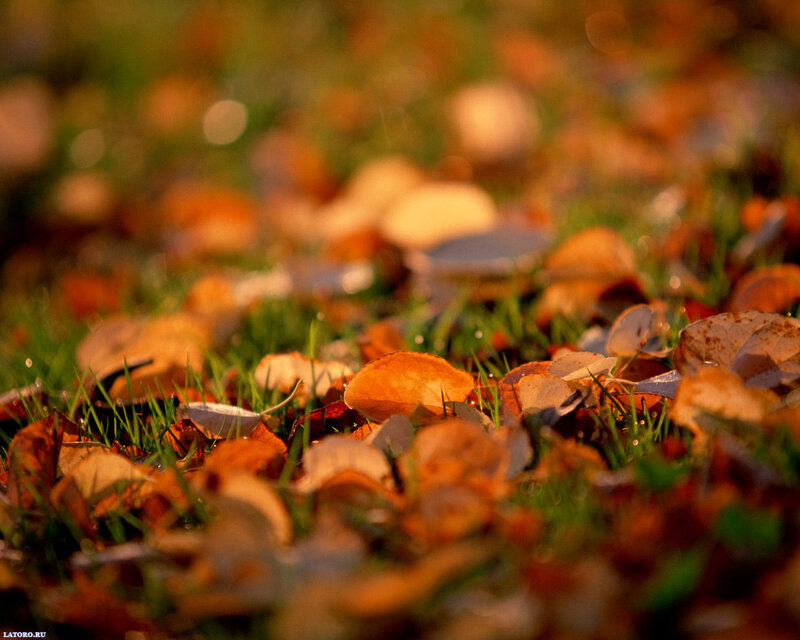 Fallen Leaves on Grass — Orange