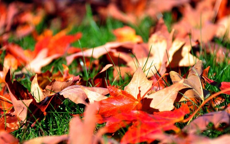 Fallen Leaves on Grass — Red, Calm, Autumn