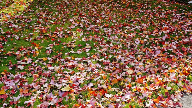 Fallen Leaves on Grass — Red, Calm
