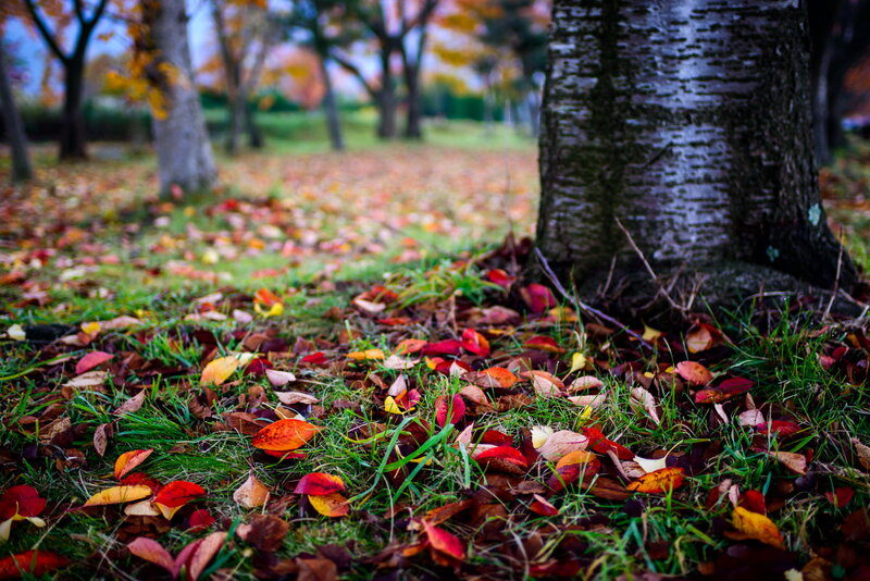 Fallen Leaves on Grass — Red, Serene, Autumn