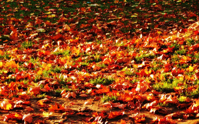 Fallen Leaves on Grass — Red, Serene