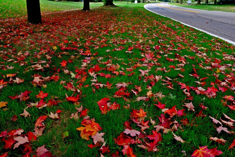 Fallen Leaves on Grass — Red