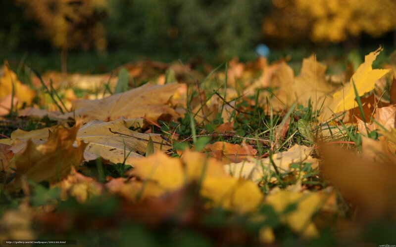 Fallen Leaves on Grass — Yellow, Calm