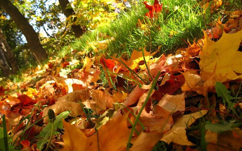 Fallen Leaves on Grass — Yellow