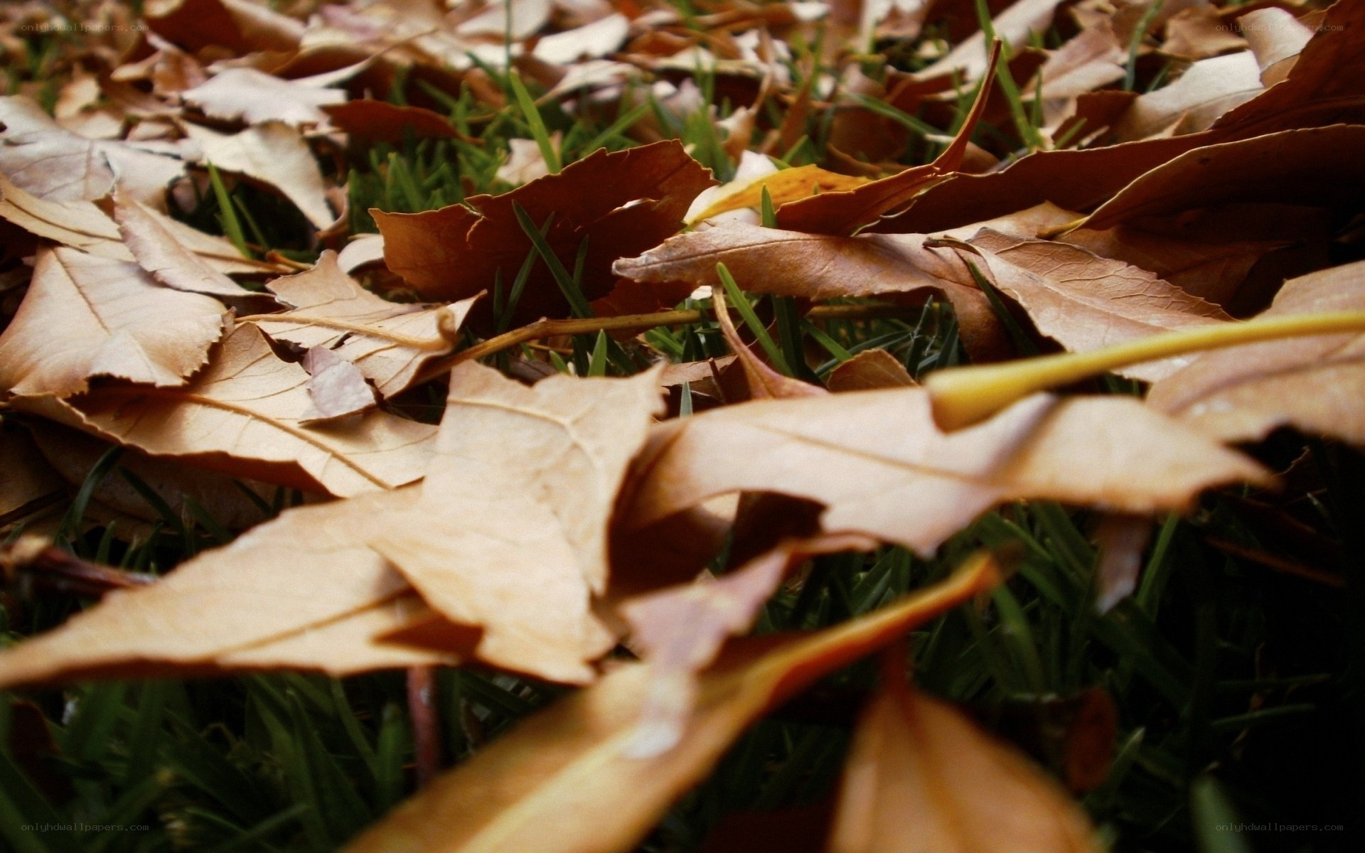 fallen leaves on grass