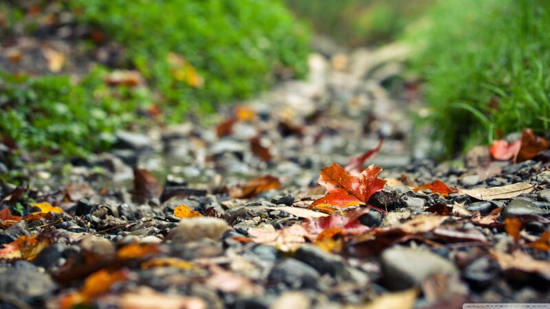 Fallen Leaves on Gravel