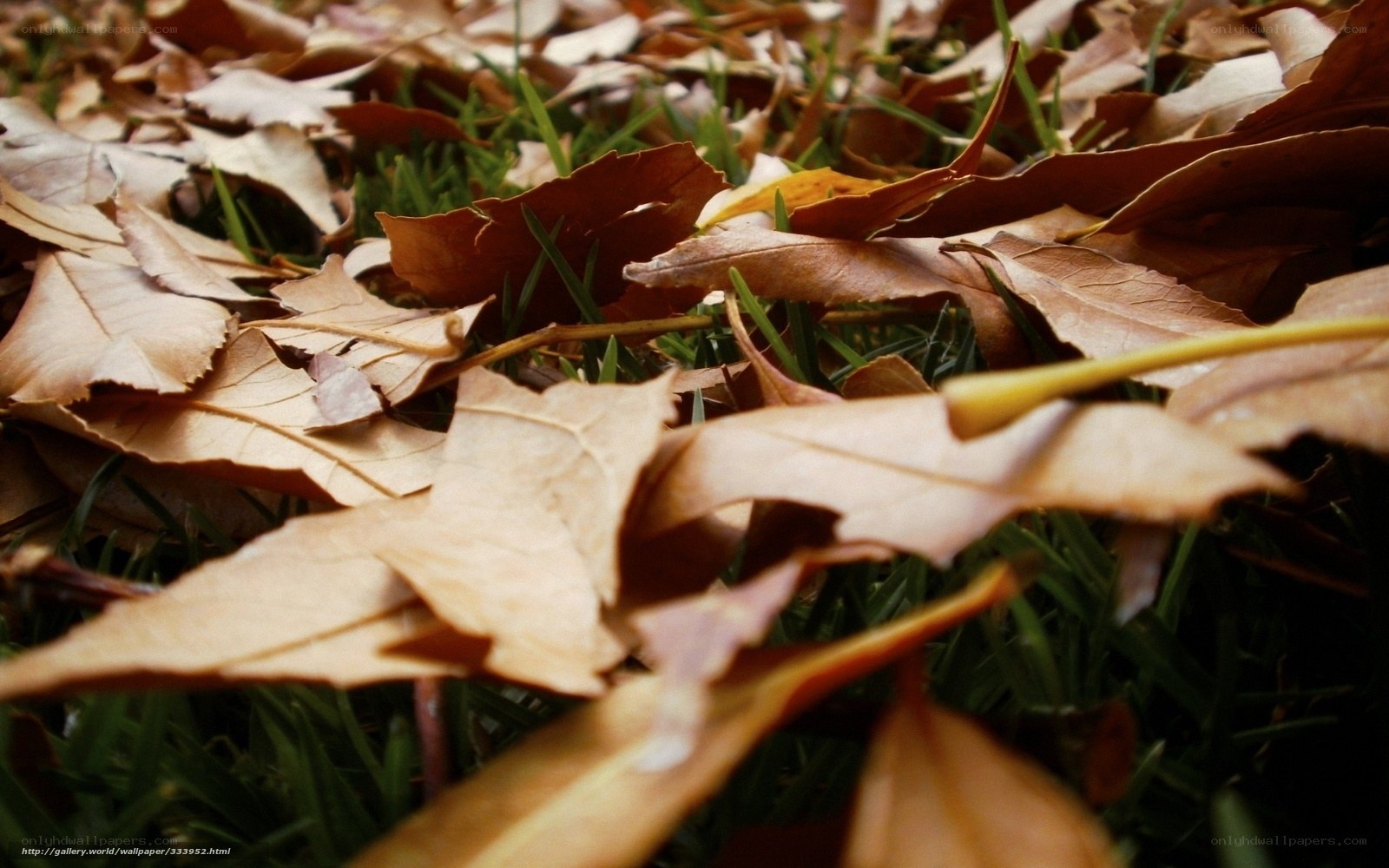 Fallen leaves on green grass