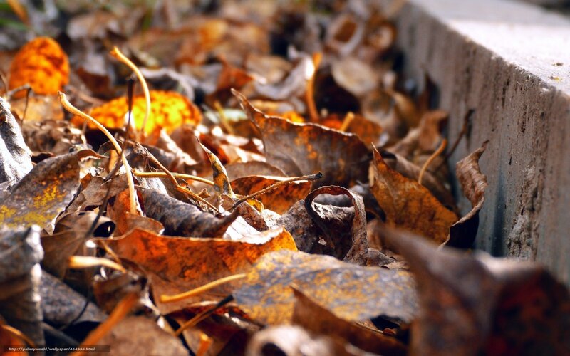 Fallen Leaves on Ground — Brown, Calm, Autumn, Photograph, Concrete Curb