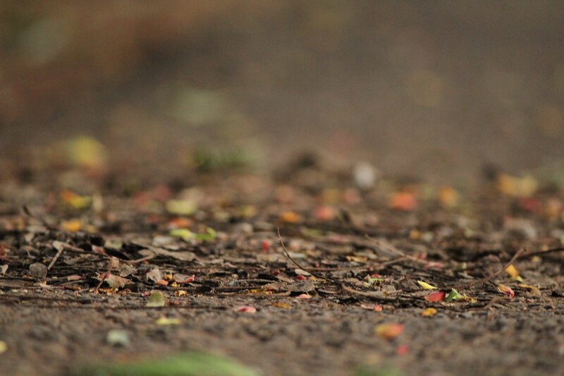 Fallen Leaves on Ground — Brown, Calm, Autumn, Photograph, Twigs