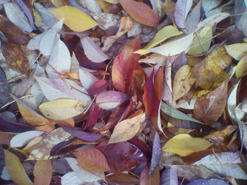 Fallen Leaves on Ground — Brown, Calm, Autumn