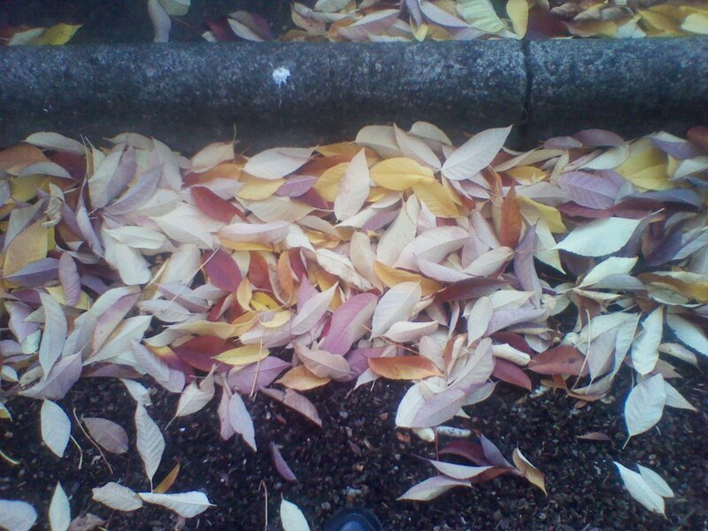 Fallen Leaves on Ground — Brown, Calm
