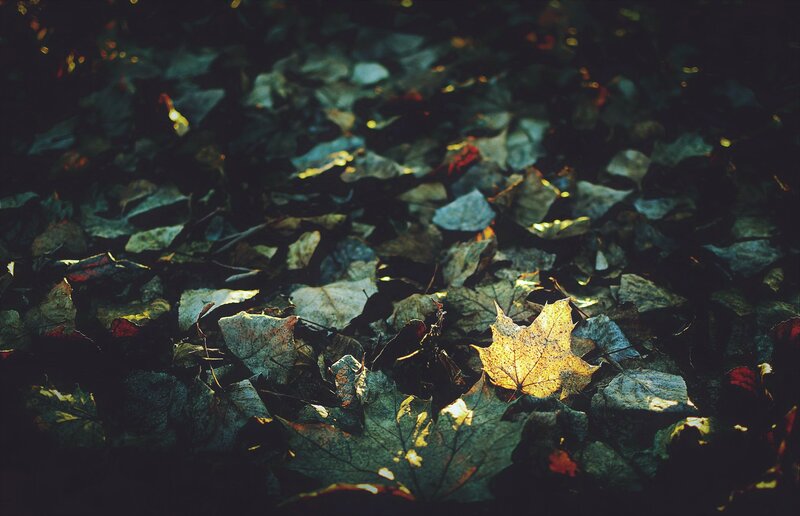 Fallen Leaves on Ground — Brown, Dramatic